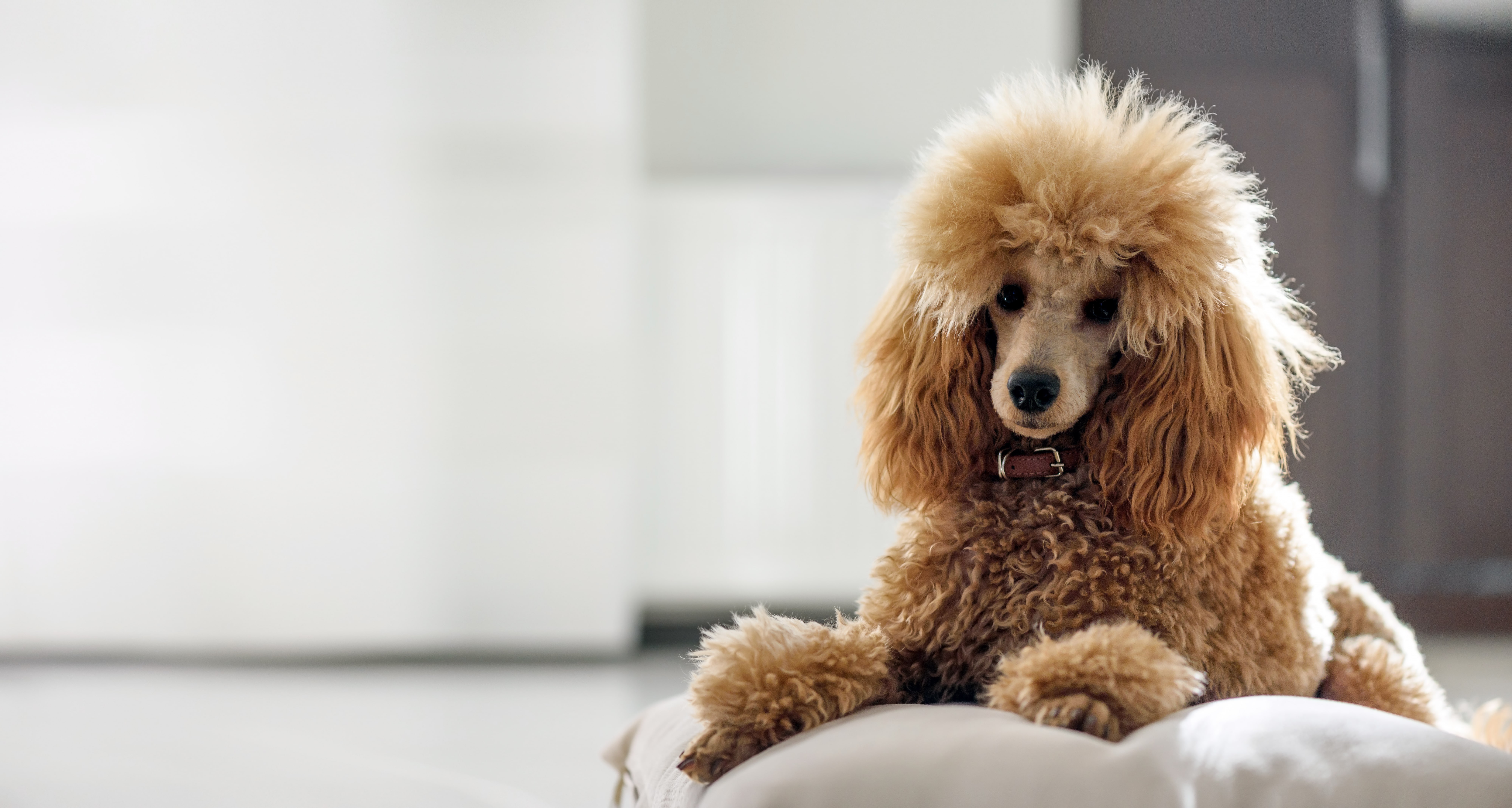 7 best brushes for poodles with helpful tips for proper grooming