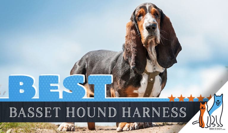 10 Best Dog Harnesses for Basset Hounds in 2023