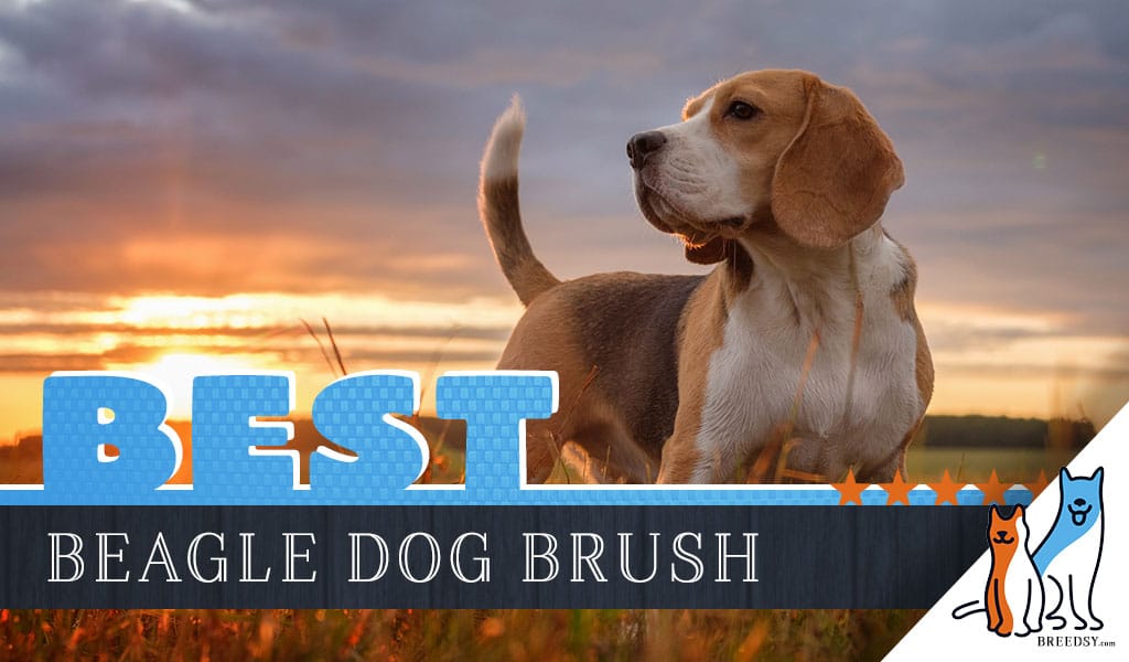 best brush for beagle shedding