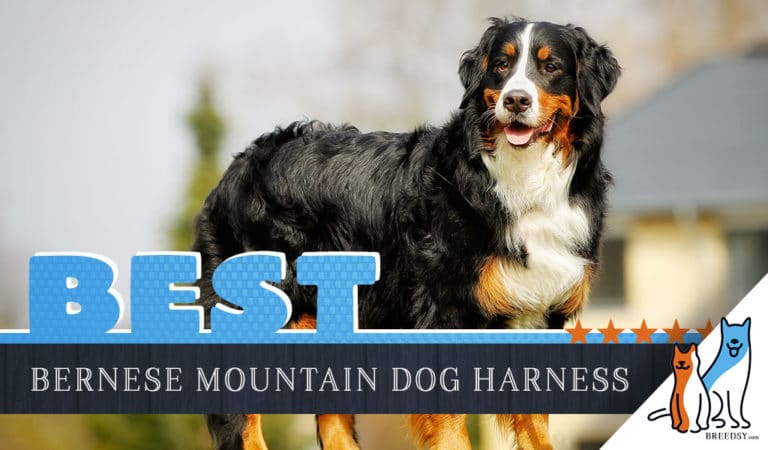 9 Best Dog Harnesses for Bernese Mountain Dogs in 2022