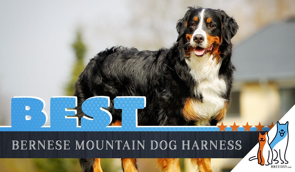 Bernese Mountain Dog Harness