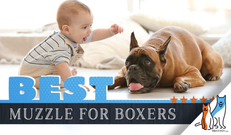 6 Best Muzzles for Boxers in 2023