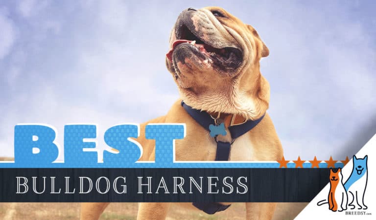 8 Best Dog Harnesses for Bulldogs in 2022