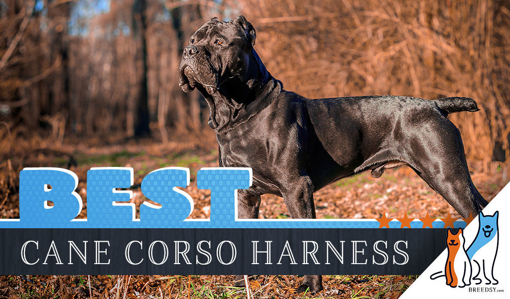 6 Best Dog Harnesses For Cane Corsos In 2020