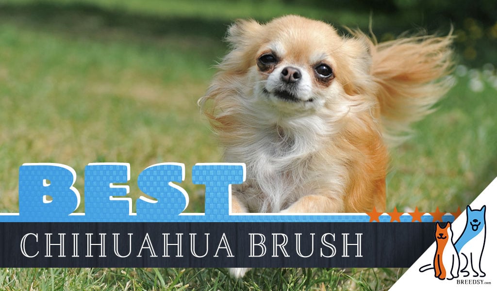 7 Best Brushes for Chihuahua With 5 Simple Brushing Tips