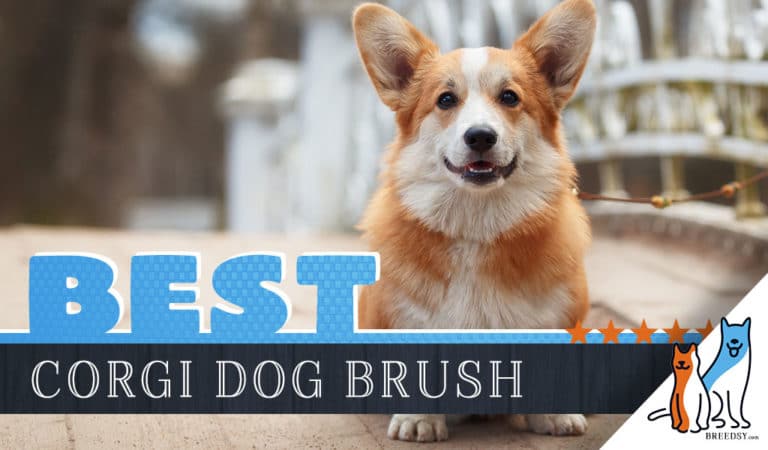 7 Best Brushes for Corgi With 5 Simple Brushing Tips