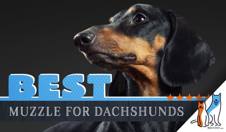 Best Muzzles for Dachshunds : 6 Bite Control Options for Your Doxie