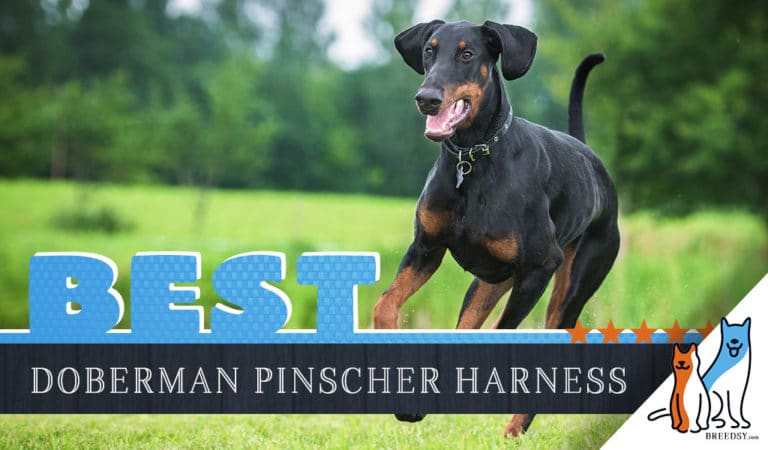 9 Best Dog Harnesses for Doberman Pinschers in 2022