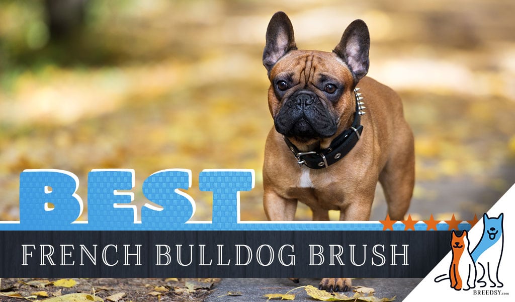 7 Best Brushes for French Bulldog w 