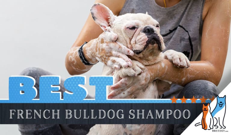 French Bulldog Shampoo: Our 5 Picks For The Best Shampoo for French Bulldogs