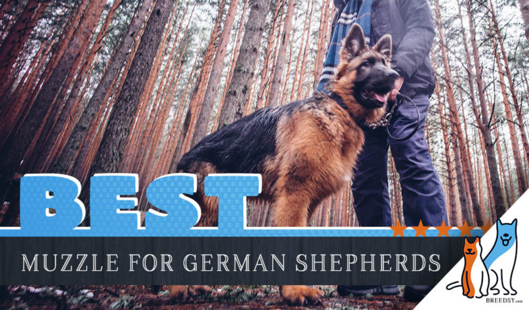 6 Best Muzzles for German Shepherds