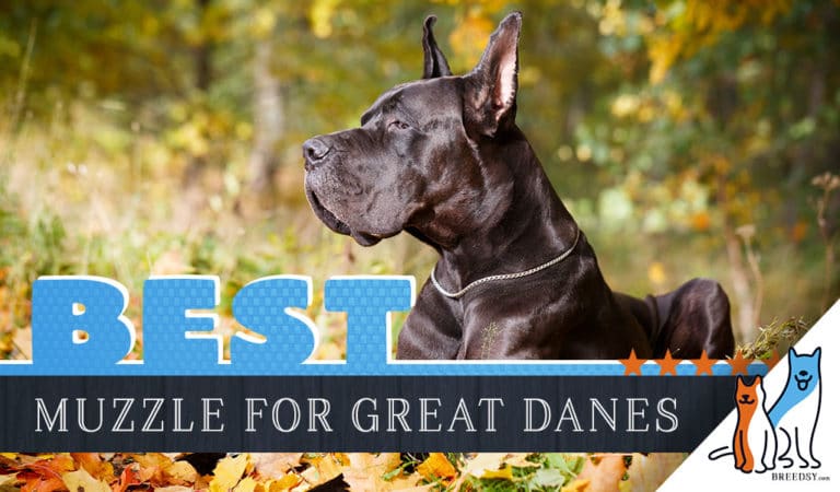 6 Best Muzzles for Great Danes in 2023