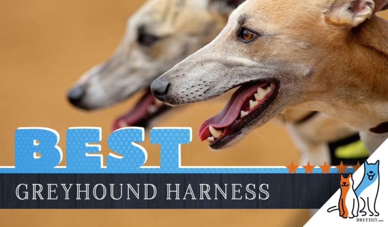 10 Best Dog Harnesses for Greyhounds in 2023