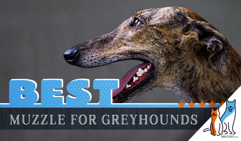 6 Best Muzzles for Greyhounds When Safety is a Priority