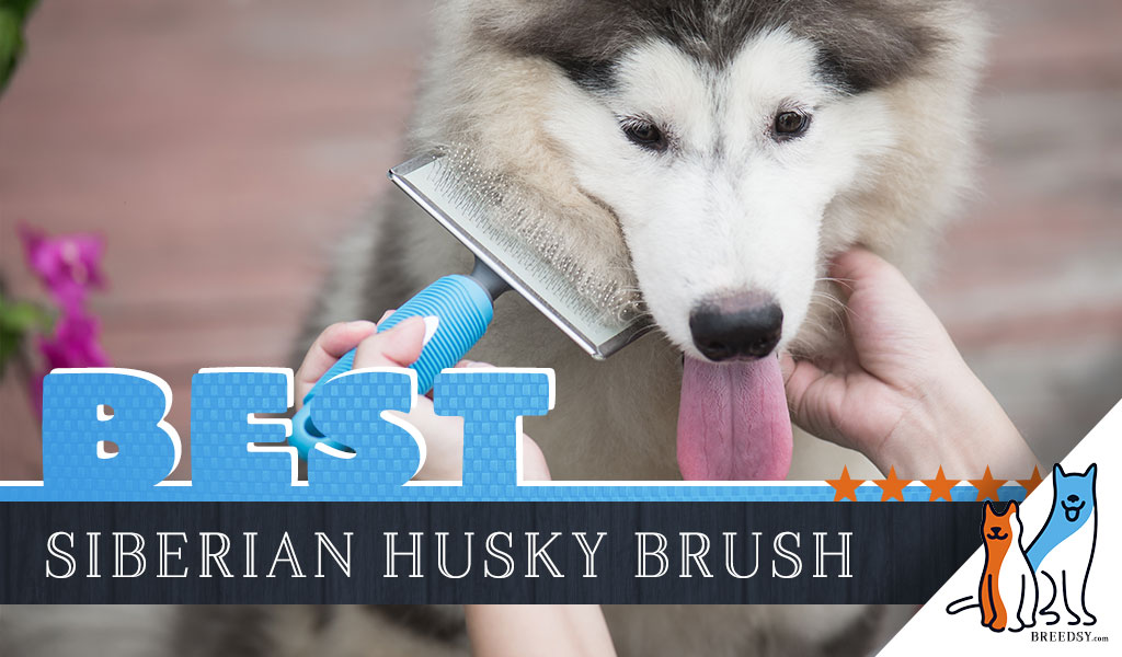 husky grooming brush