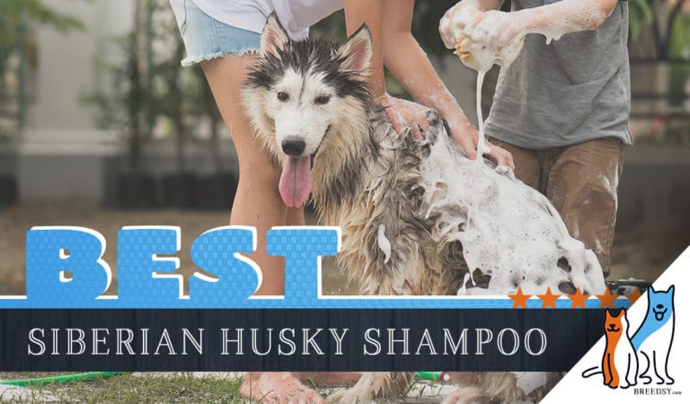 Siberian Husky Shampoo: Our 6 Picks For The Best Shampoo for Siberian Huskies