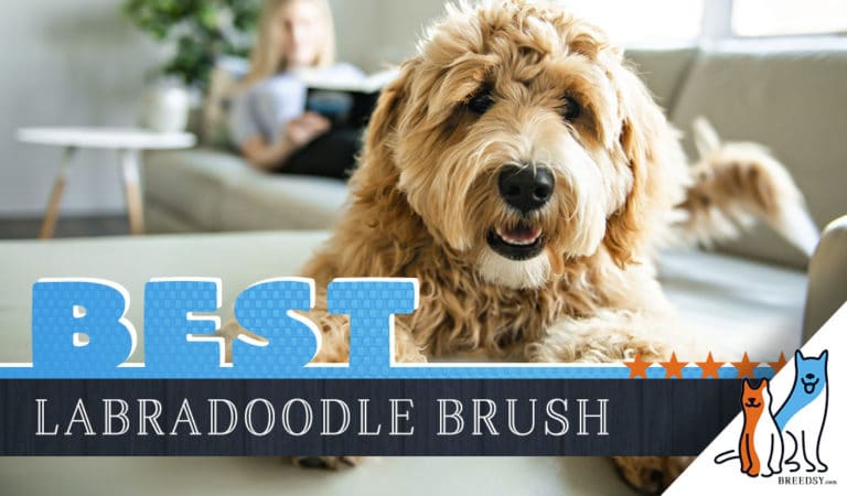 7 Best Brushes for Labradoodles w/ Surprising Tips for Effective Brushing