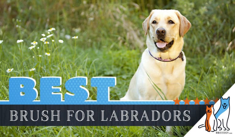 7 Best Brushes for Labrador Retriever With 5 Simple Brushing Tips
