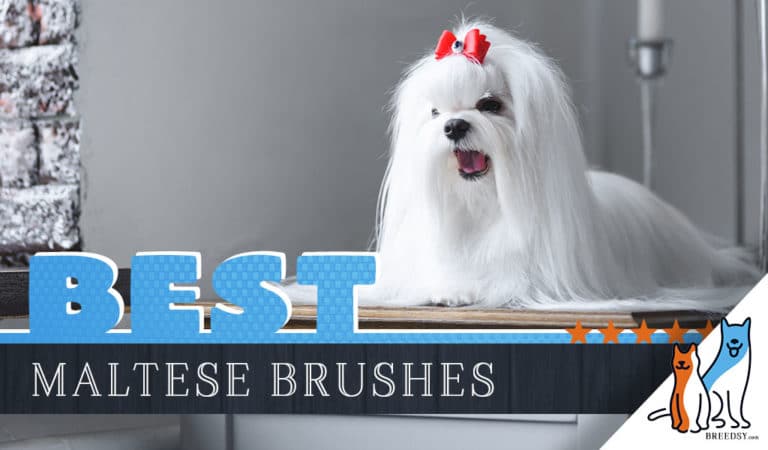 7 Best Brushes for Maltese With 5 Simple Brushing Tips