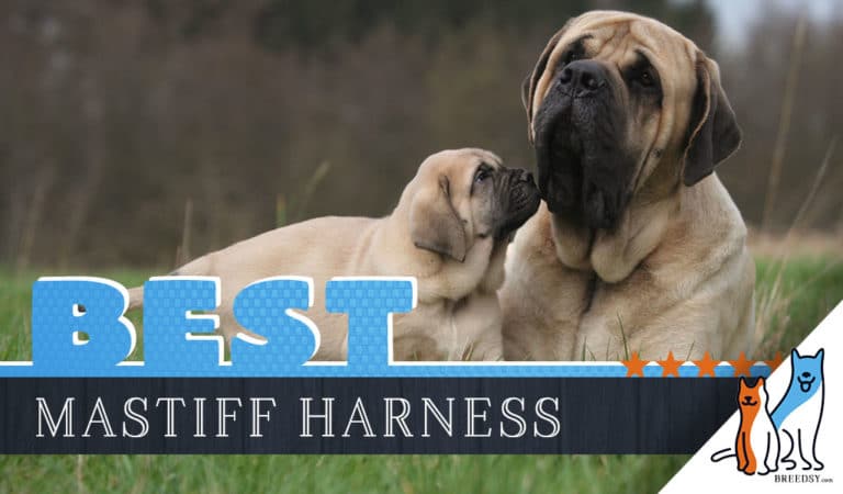 6 Best Dog Harnesses for Mastiffs in 2022