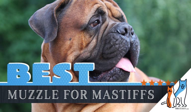 8 Best Muzzles for Mastiffs in 2023 and Tips for Proper Muzzle Wearing