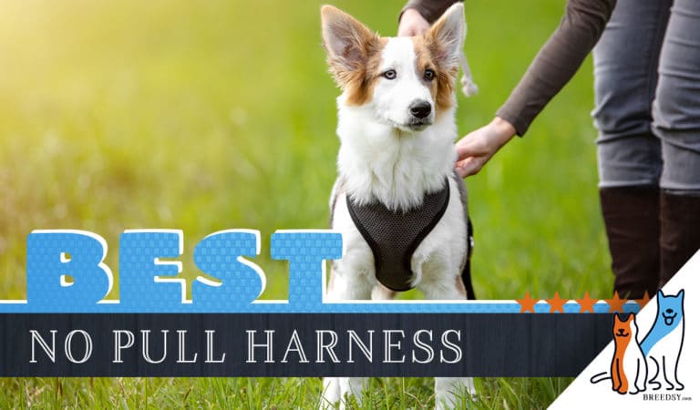 12 Best No Pull Dog Harnesses in 2023 – Front Clip Options for Yank-Free Walks