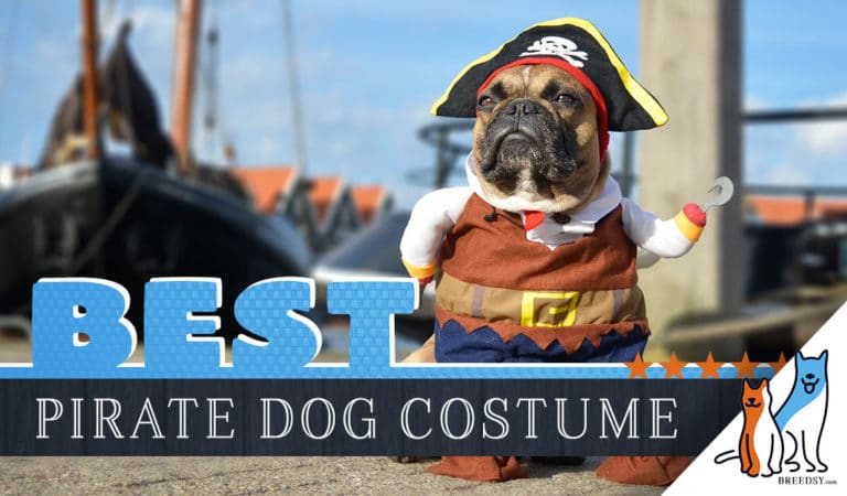 Pirate Dog Costumes: Where to Find Them Plus DIY Tips and Dress-Up Ideas