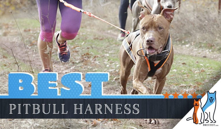 9 Best Dog Harnesses for Pitbulls in 2022