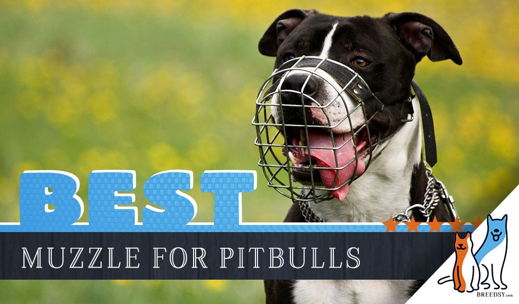 6 Best Muzzles for Pitbulls : Bite 