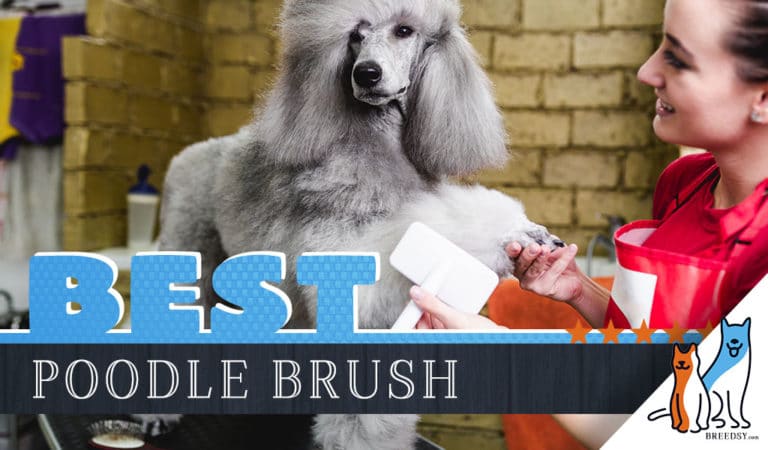 7 Best Brushes for Poodles with Helpful Tips for Proper Grooming