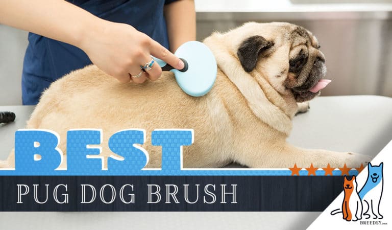 7 Best Brushes for Pugs With 5 Simple Brushing Tips