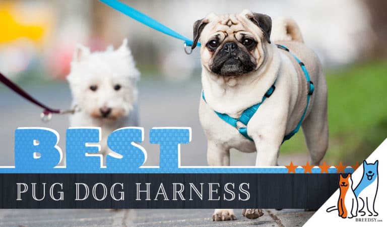 9 Best Dog Harnesses for Pugs in 2023
