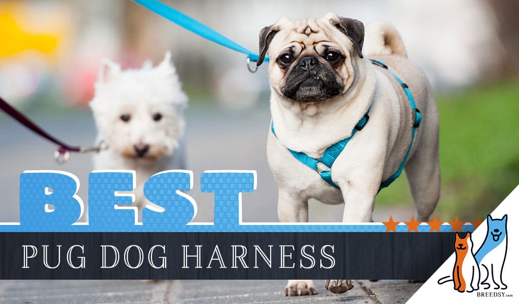 9 Best Dog Harnesses for Pugs in 2020