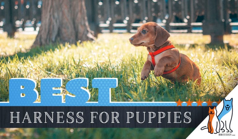 6 Best Dog Harnesses for Puppies in 2022