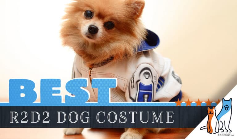 R2D2 Dog Costumes: Where to Find Them in 2023 Plus DIY Tips