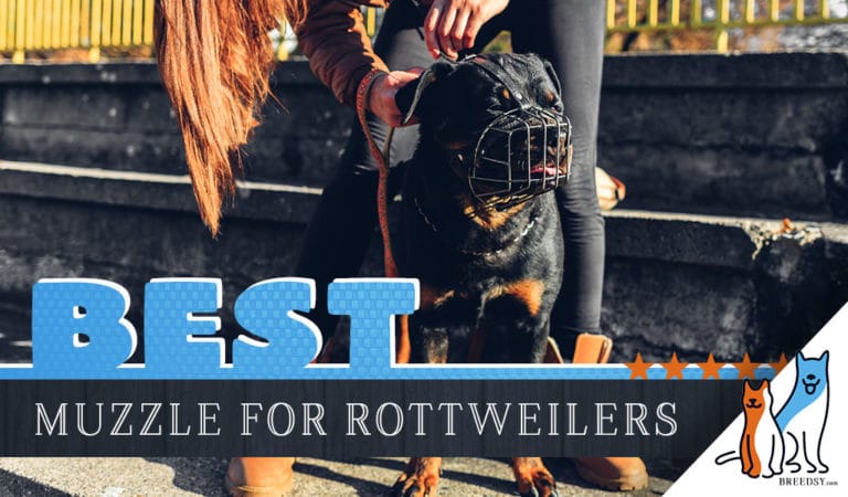 6 Best Muzzles for Rottweilers Plus the Best Times to Muzzle Up