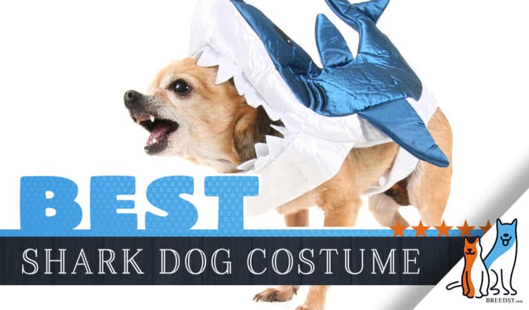 Shark Dog Costumes: Where to Find Them Plus DIY Tips and Dress-Up Ideas