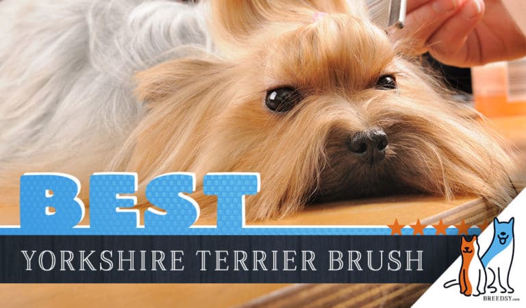 7 Best Brushes for Yorkies with 5 Helpful Grooming Tips