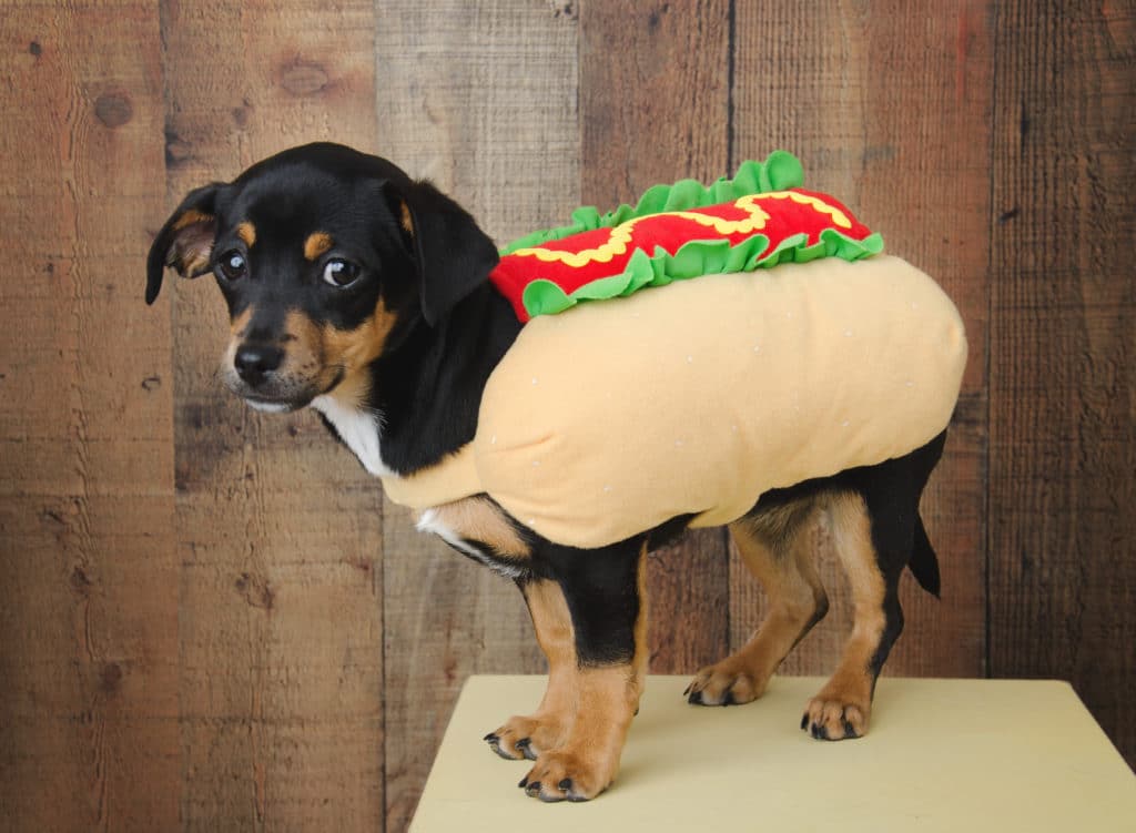 hot dog outfit for sausage dogs