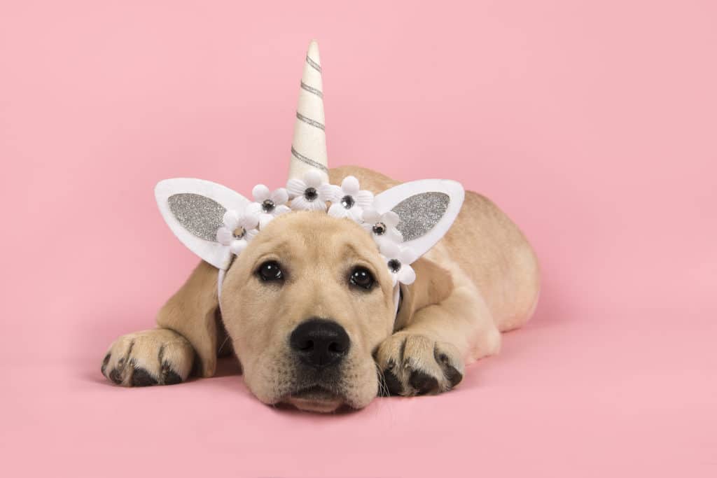 Light Up Magical Unicorn Pet Dog Costume