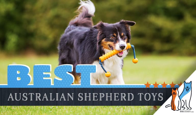 12 Best Dog Toys for Australian Shepherd in 2022