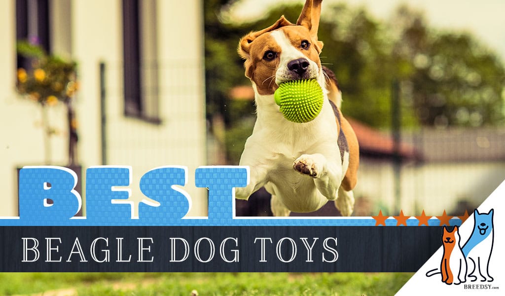 12 Best Dog Toys for Beagles in 2024