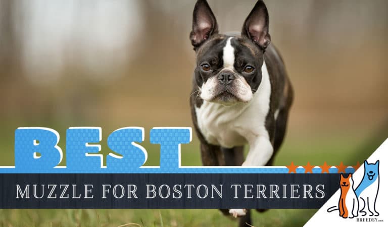 6 Best Muzzles for Boston Terrier