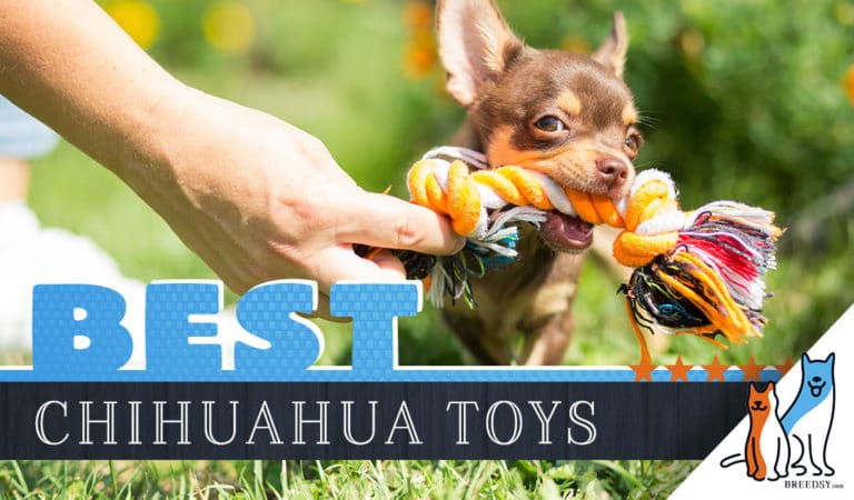 Chihuahua Toys : 12 Best Dog Toys for Chihuahuas in 2022