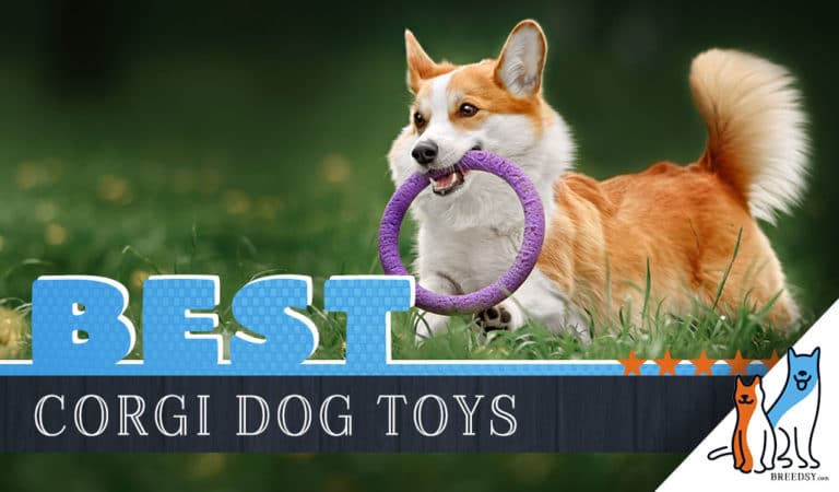 12 Best Dog Toys for Corgis in 2022