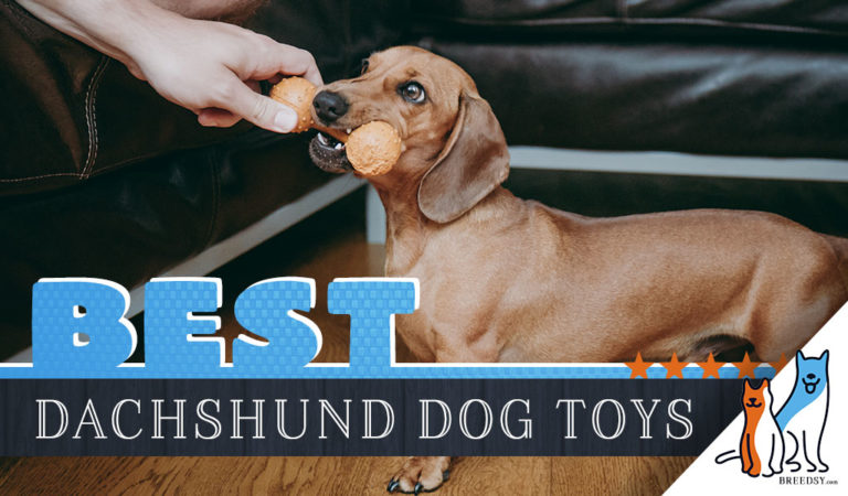 12 Best Dog Toys for Dachshunds in 2022