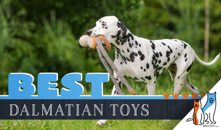 Dalmatian Toys : 12 Best Dog Toys for Dalmatians in 2023 