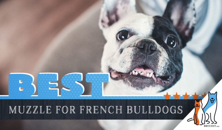 6 Best Muzzles for French Bulldogs