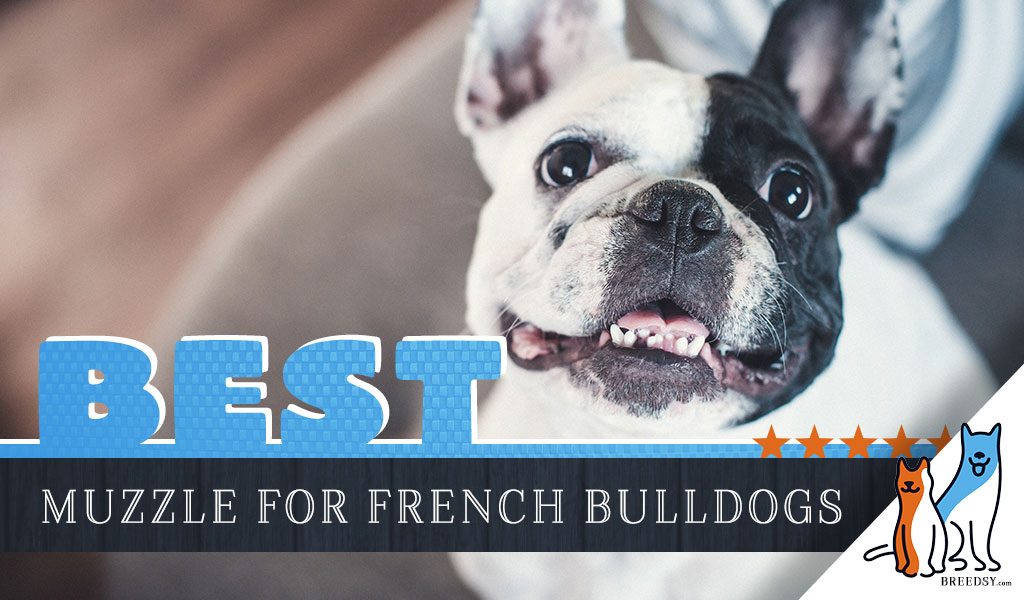 best muzzle for bulldogs