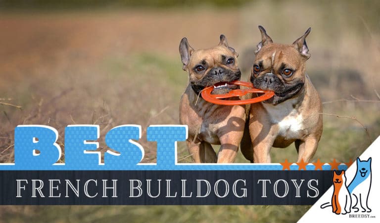 12 Best Dog Toys for French Bulldogs in 2022